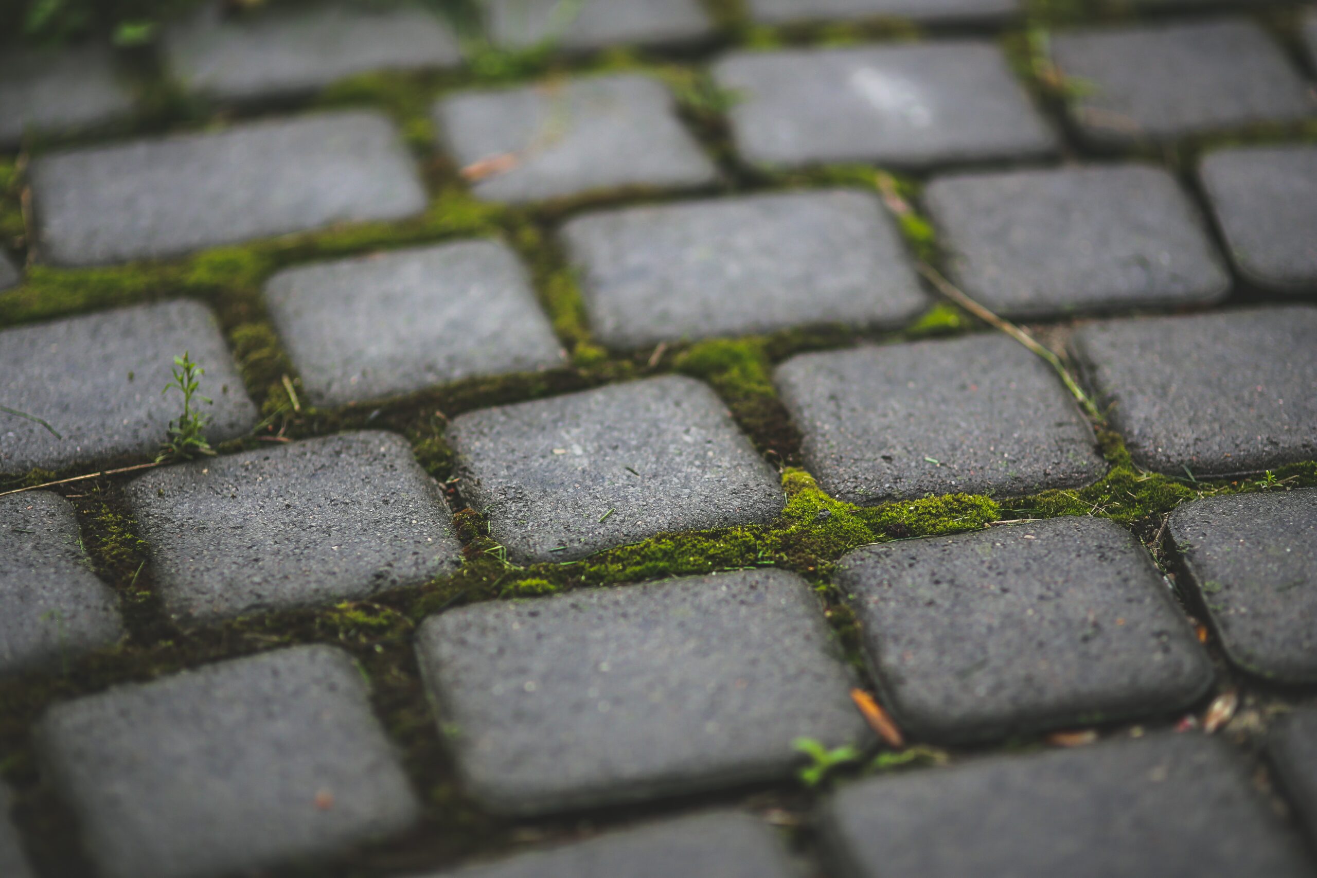 Moss on block paving