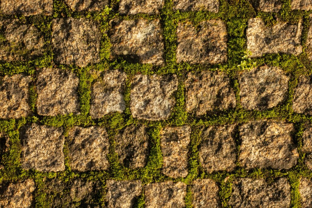 Moss embedded into brickwork