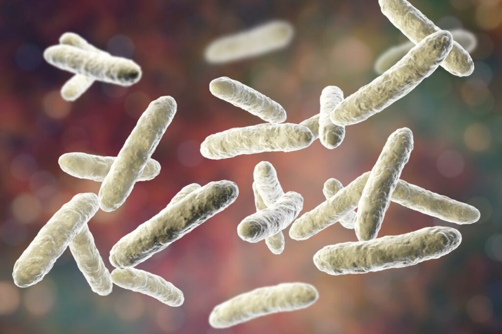probiotic bacteria close up under microscope 